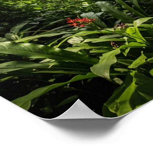 Zip-Lining Jungle Canopy Poster (Ecke)