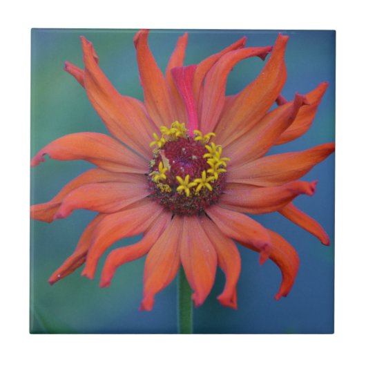 Zippy Zinnia Tile Fliese (Vorderseite)