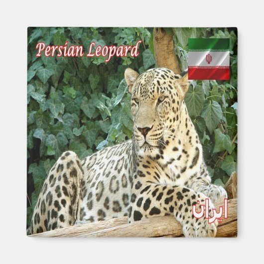 zIR006 PERSIAN LEOPARD, Iran, Asien, Kühlschrank Magnet (Vorne)