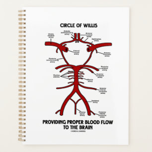 Zirkel des Willis, der ein angemessenes Blut-Flow- Planer