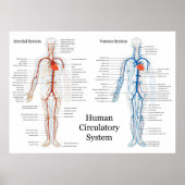 Zirkulatorisches System der Arterien und Venen Poster (Vorne)