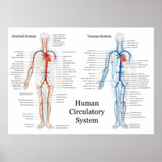 Zirkulatorisches System der Arterien und Venen Poster