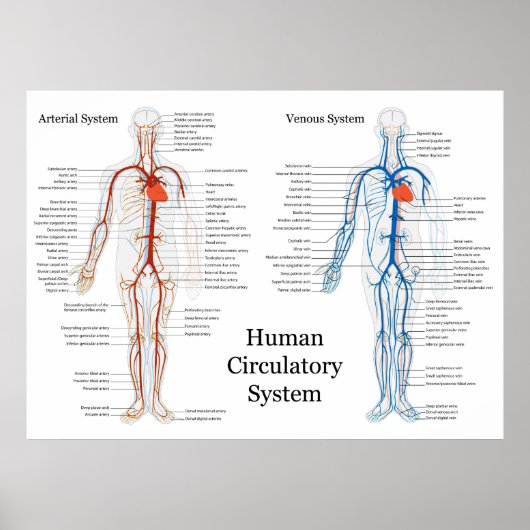 Zirkulatorisches System der Arterien und Venen Poster (Vorne)