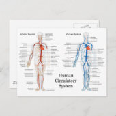 Zirkulatorisches System der Arterien und Venen Postkarte (Vorne/Hinten)