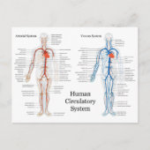 Zirkulatorisches System der Arterien und Venen Postkarte (Vorderseite)