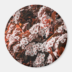 Zirkulonmagnet Magnet