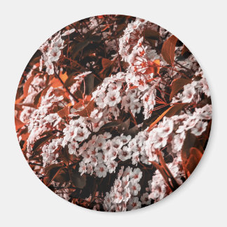 Zirkulonmagnet Magnet