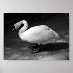 Zischen Poster