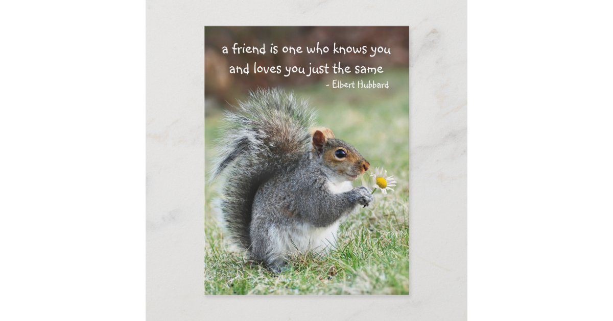 Zitat von Eichhörnchen Freundschaft Postkarte | Zazzle.de