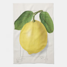 Zitrone (Citrus Limon) von Ellen Isham Schutt – 19 Geschirrtuch