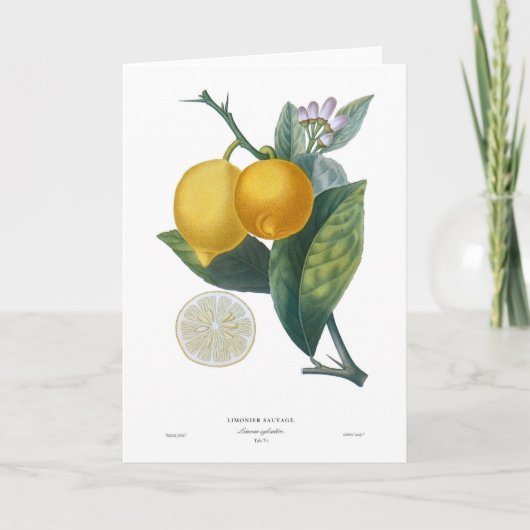 Zitrone Karte (Vorderseite)