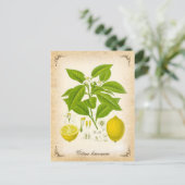 Zitrone - Vintage Abbildung Postkarte (Stehend Vorderseite)