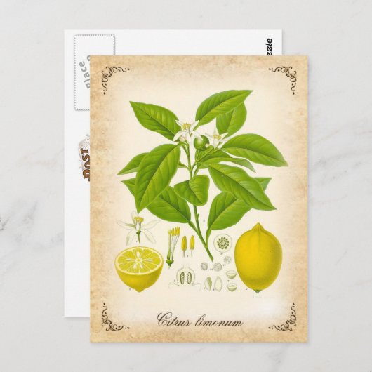 Zitrone - Vintage Abbildung Postkarte (Vorne/Hinten)