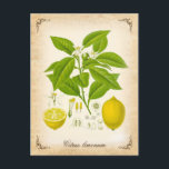 Zitrone - Vintage Abbildung Postkarte<br><div class="desc">Der Zitronenbaum mit Obst und Blume - Vintage Abbildung.

Design © HTM Images</div>