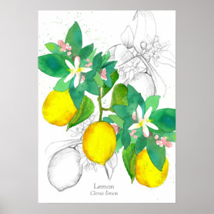 Zitronen Botanische Pflanze Zeichnend Wasserfarbe Poster