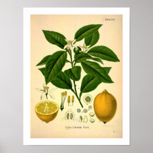 Zitronen-botanischer Druck Poster