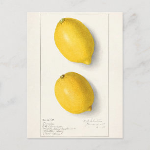 Zitronen (Citrus Limon) Frucht Aquarellmalerei Postkarte