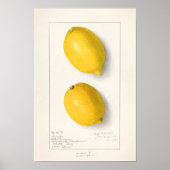 Zitronen (Citrus Limon) Fruchtfarben Poster (Vorne)