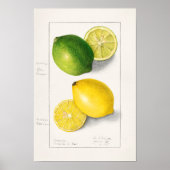 Zitronen (Citrus Limon) Fruchtfarben Poster (Vorne)