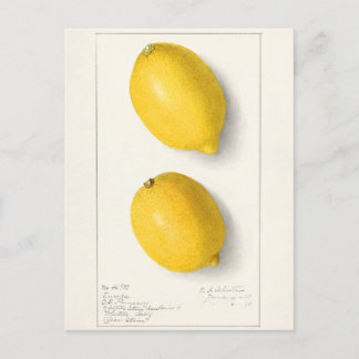 Zitronen (Citrus Limon) Fruchtfarben Postkarte