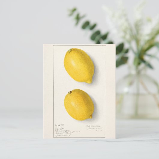 Zitronen (Citrus Limon) Fruchtfarben Postkarte (Stehend Vorderseite)