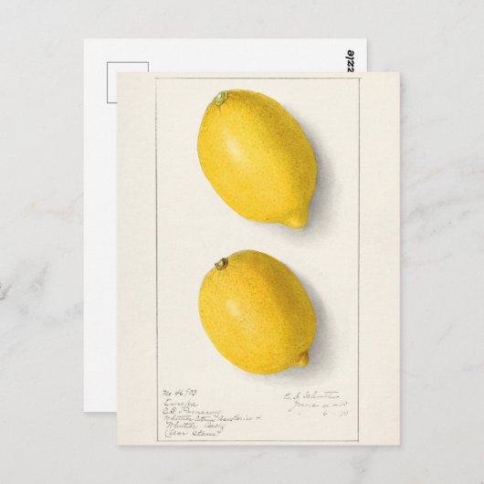 Zitronen (Citrus Limon) Fruchtfarben Postkarte (Vorne/Hinten)