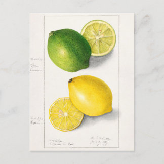 Zitronen (Citrus Limon) Fruchtfarben Postkarte