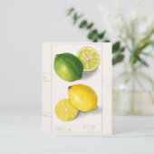 Zitronen (Citrus Limon) Fruchtfarben Postkarte (Stehend Vorderseite)
