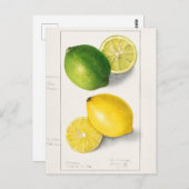 Zitronen (Citrus Limon) Fruchtfarben Postkarte (Vorne/Hinten)