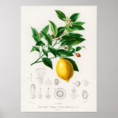 Zitronen (Citrus Limonium) Poster (Vorne)