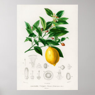 Zitronen (Citrus Limonium) Poster