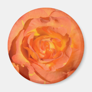 Zitronen und Orangen Rose Magnet