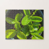 Zitronenbaumgarten Pflanzen Frühling Puzzle (Horizontal)