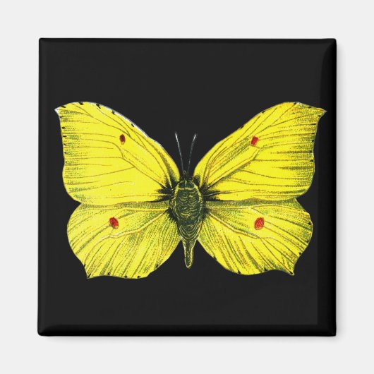 Zitronenfalter Magnet (Vorne)