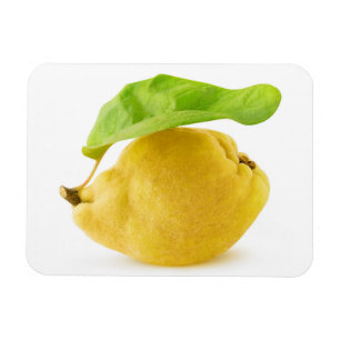 Zitronenfrüchte Magnet