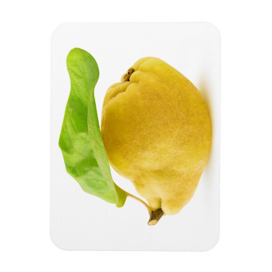 Zitronenfrüchte Magnet (Vertikal)