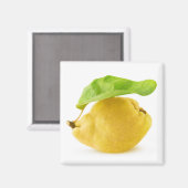 Zitronenfrüchte Magnet (Vorderseite/Rückseite)