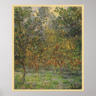 Zitronenhain in Bordighera von Claude Monet Poster