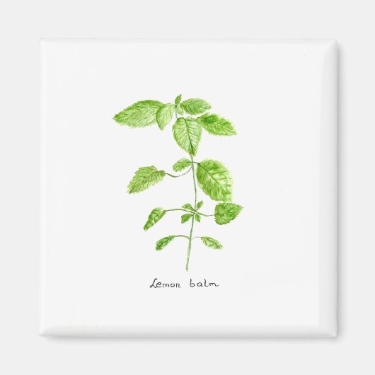 Zitronenmelisse-Kräuter-Aquarellgarten Magnet (Vorne)