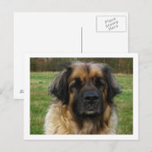 Zitronenpresse Postkarte (Vorne/Hinten)