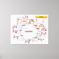 Zitronensäurezyklus, TCA-Zyklus, Krebs Zyklusdiagr
