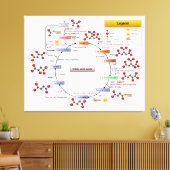 Zitronensäurezyklus, TCA-Zyklus, Krebs Zyklusdiagr Leinwanddruck (Insitu (Wohnzimmer))