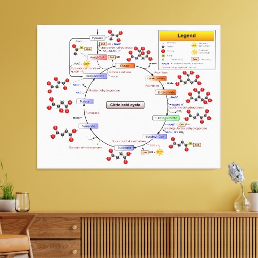 Zitronensäurezyklus, TCA-Zyklus, Krebs Zyklusdiagr Leinwanddruck (Insitu (Wohnzimmer))