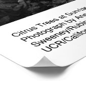 Zitrusbäume bei Sonnenaufgang, Januar 1966, Ansel  Poster (Ecke)