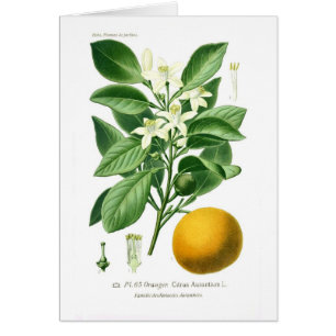 Zitrusfrucht auranticum (Sevilla-Orange)