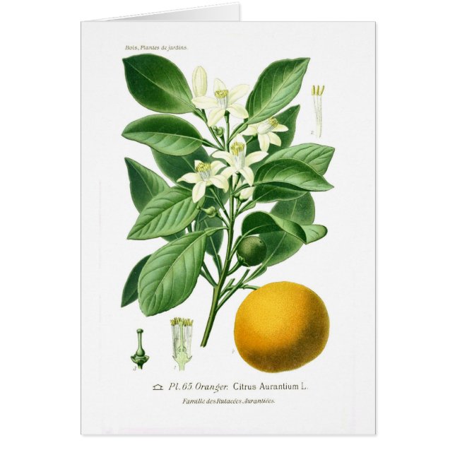 Zitrusfrucht auranticum (Sevilla-Orange) (Vorne)