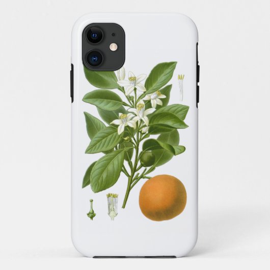 Zitrusfrucht-orange botanische nein Wohngestaltung Case-Mate iPhone Hülle (Rückseite)