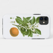 Zitrusfrucht-orange botanische nein Wohngestaltung Case-Mate iPhone Hülle (Rückseite (Horizontal))