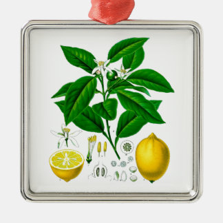 Zitrusfrucht-Zitronen-botanische Druck-Nr. 7 Kunst Ornament Aus Metall