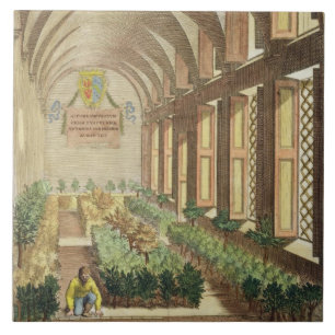 Zitrusfruchtbäume in einem Treibhaus, von Fliese